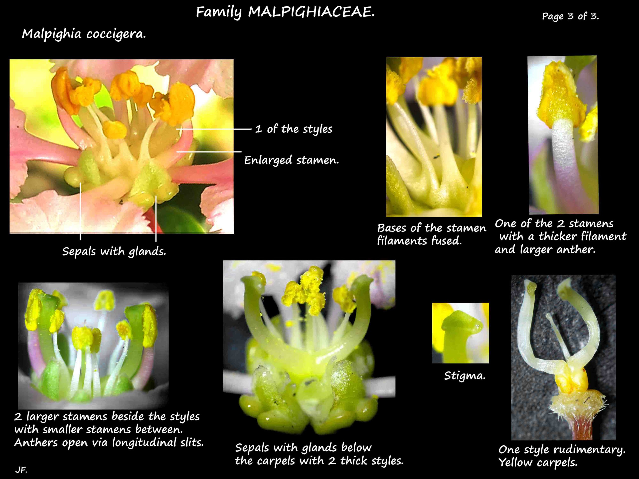 3 Malpighia coccigera stamens & carpels